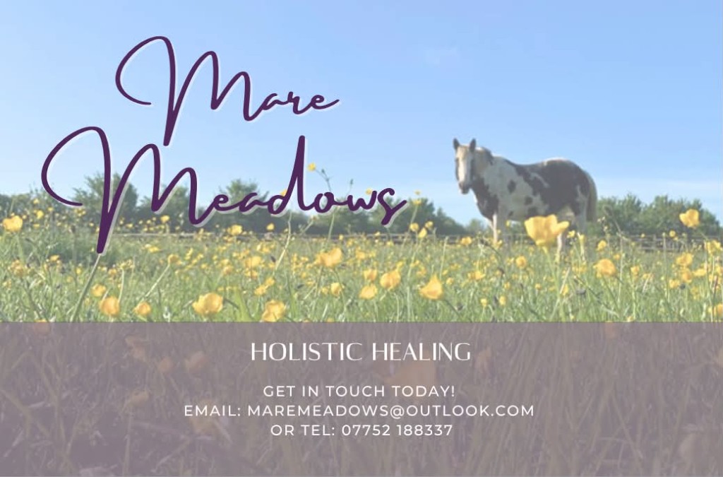 Piebald horse standing in a buttercup meadow